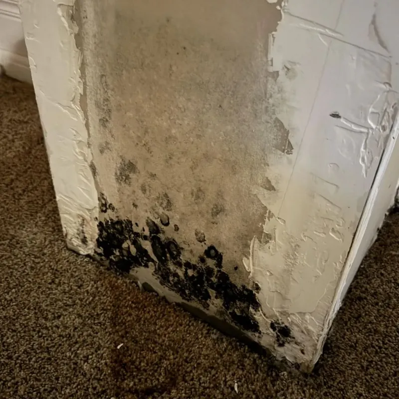 Professional Mold Removal in Albertville, AL